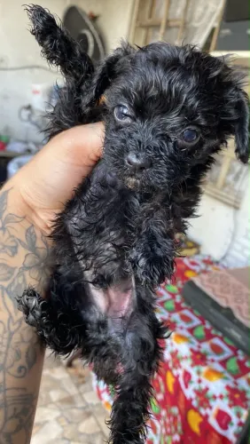 Vende se poodles machos porte pequeno.