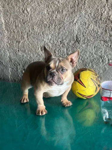 American bully fêmea registrada 8 meses