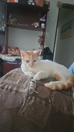 Gato para adoção