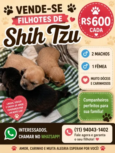 Filhotes de Shitzu 
