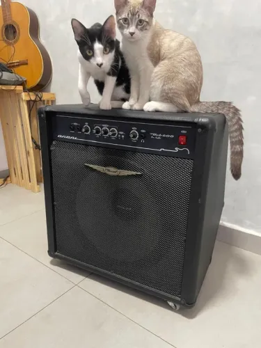 Caixa amplificadora para Baixo. Versão: Oneal OCB 600 semi-usada