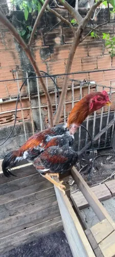 Frangas e frangos indio