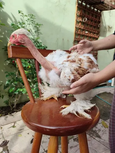 Frango Brahma Polaca Homozigoto ? Exótico e Ornamental