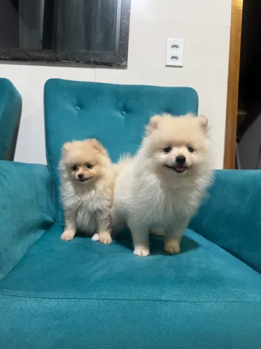 Vendo Spitz Alemão