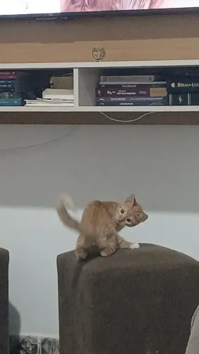 gatinho para doação 