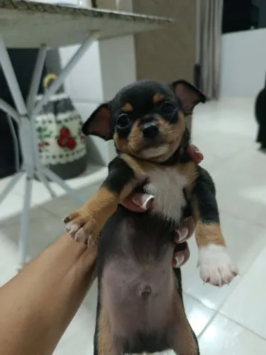Cachorro macho Pincher número 1 original