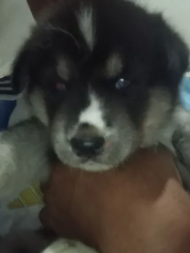 Filhote fêmea de husky siberiano