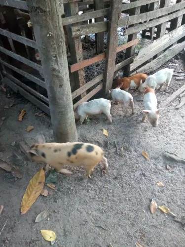 Lindos porquinho pra recria