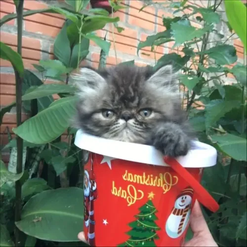 Gato Persa lindos filhotinhos com padrão avançado
