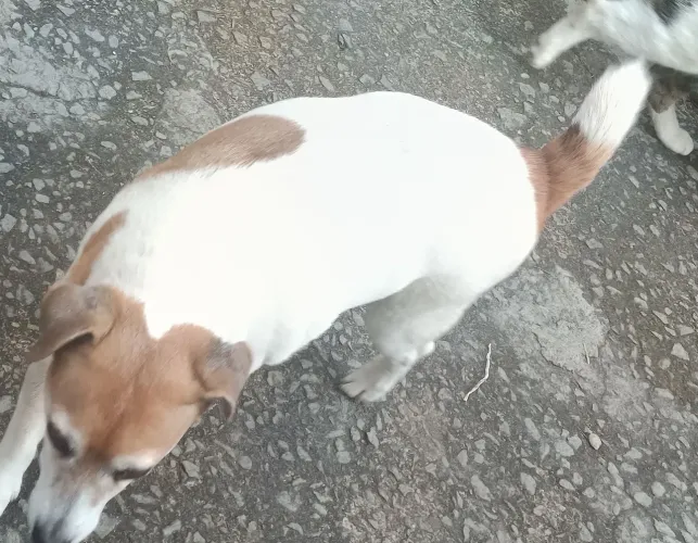 Pets doação 