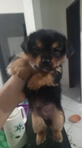 Filhote cachorro