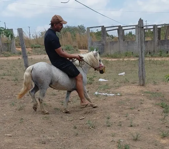 Cavalo ponei