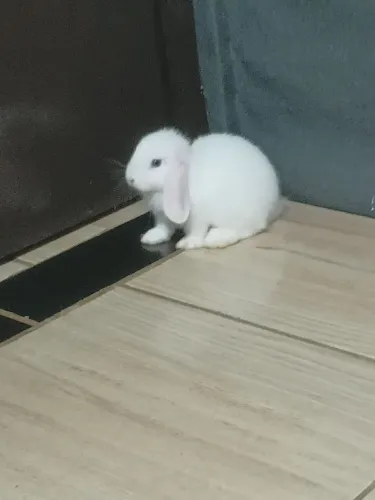 Coelha mini lop 7 meses