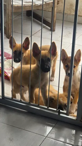 Filhotes de Pastor Suíço x Malinois