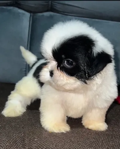 Shih Tzu filhote em Caruaru-PE - Realizamos entregas