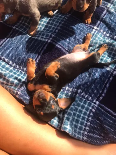 Dachshund kaninchen mini filhotes