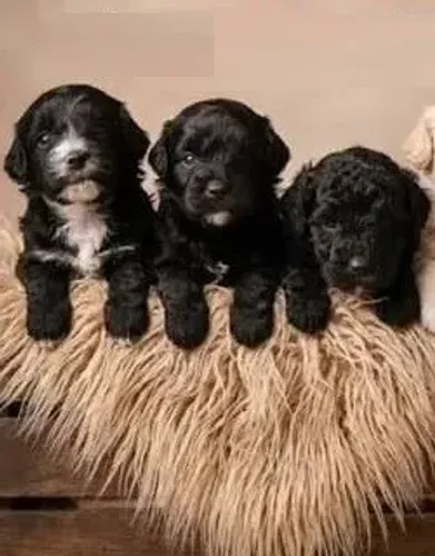 POODLE peludinhos pequenos e lindos