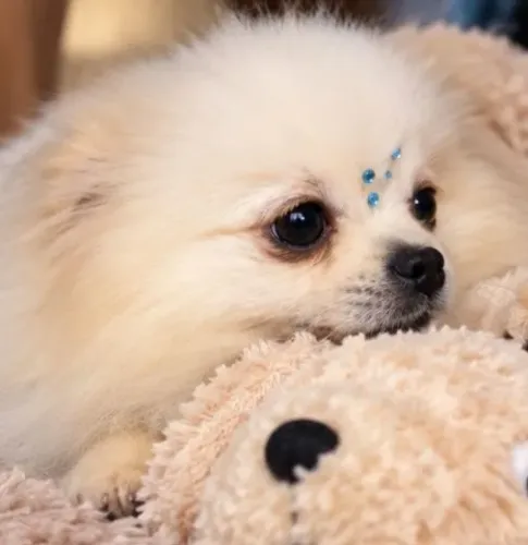 Macho lulu da Pomerania (spitz alemão anão)