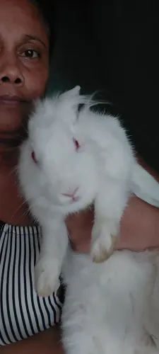 Vendo CASAL DE COELHOS ADULTOS.