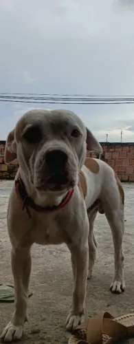 Filhotes de pit bul 100