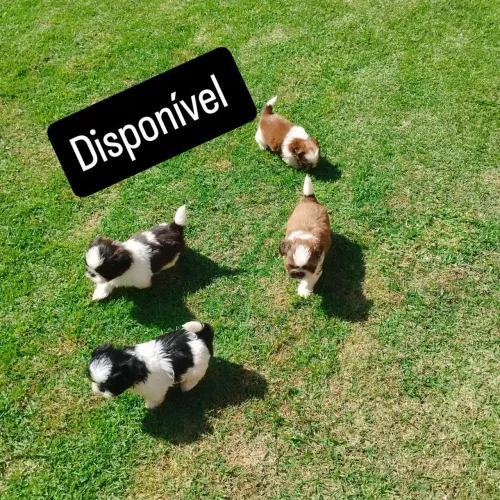 Filhote de Shih Tzu