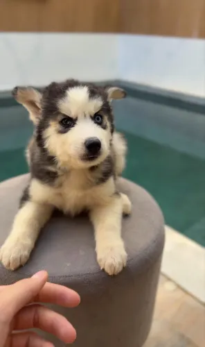 Husky siberiano com heterocromia fêmea 