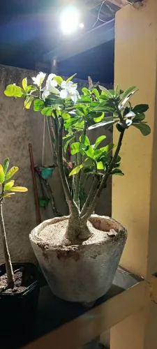 Rosa do deserto