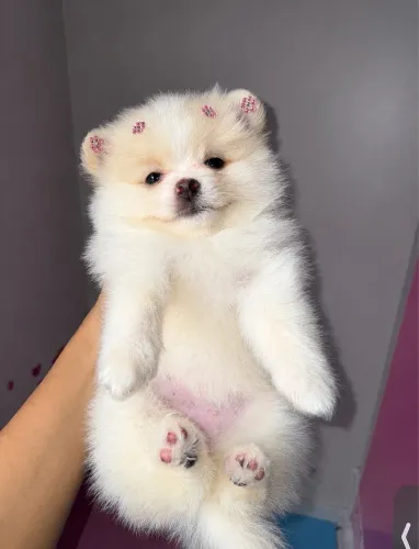 Filhote de Lulu da pomerania