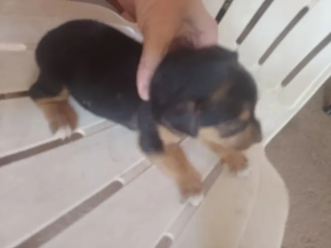 Animais De Estimação