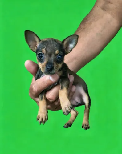 Filhotes Pinscher mini
