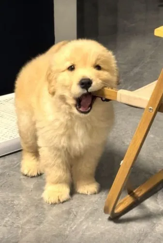Golden Cachorrinho que merece sair da tela