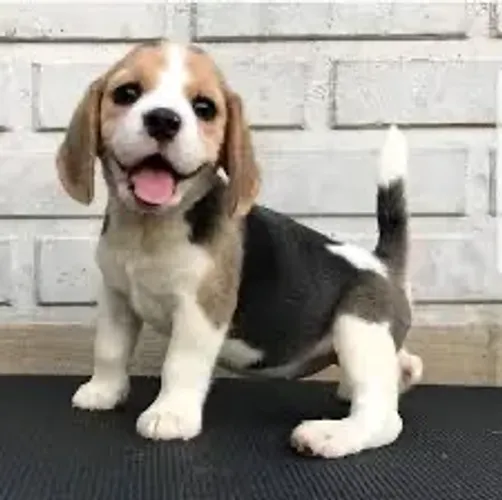 Beagle calmos no carinho