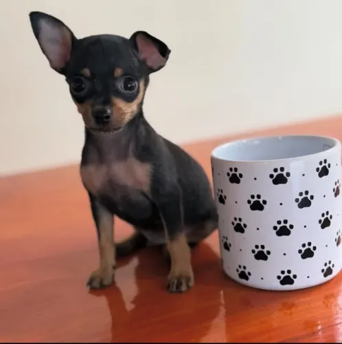 Pinscher -Seu melhor amigo cabe no bolso 