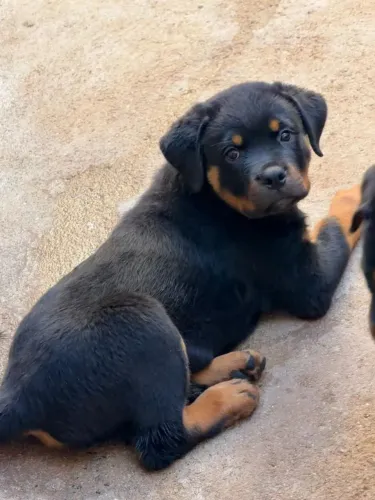 Rottweiler Beleza e simpatia reunidas em um só pet