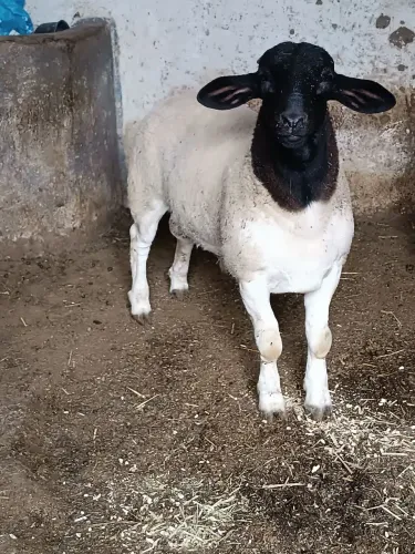 Borrego Dorper