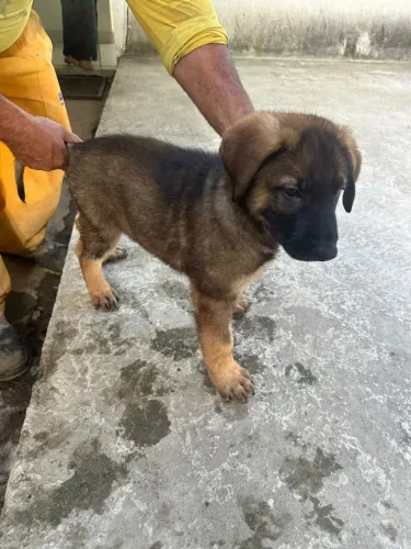 Cachorro Pastor Alemão