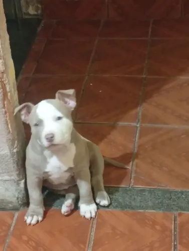 Fêmea Super docia pai e mãe são os dois maiores
