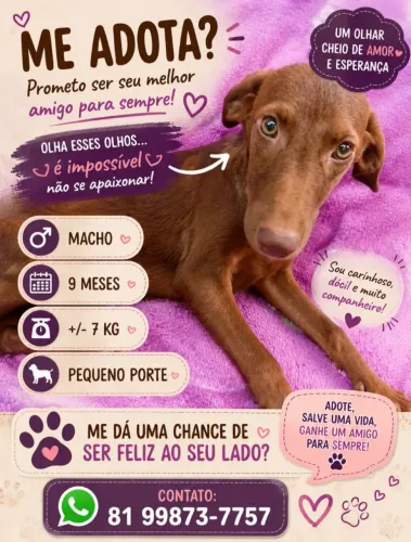 Cachorro macho de pequeno porte 