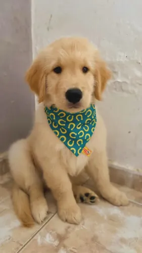 Golden Retriever Macho