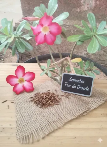 Sementes de rosa do deserto