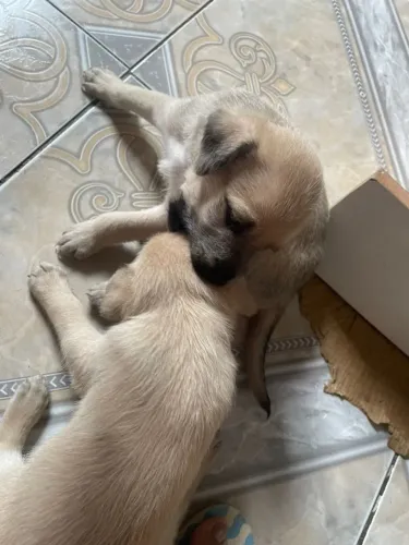 Doação de cachorrinhos caramelo?