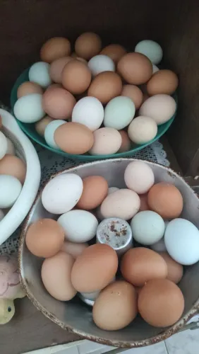 Disponível ovos caipira galado e para consumo