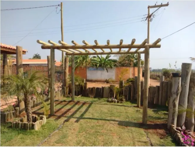 Eucalipto roliço