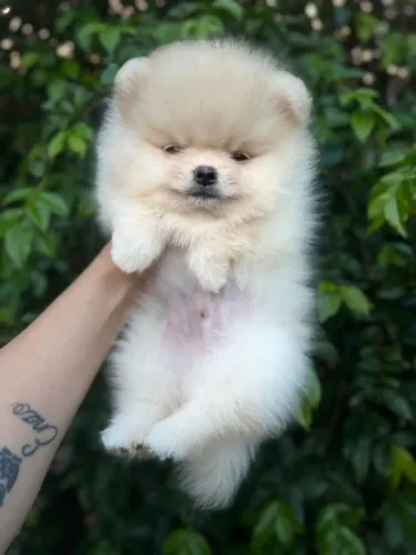 Lulu da Pomerânia