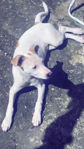 Cachorra para doação