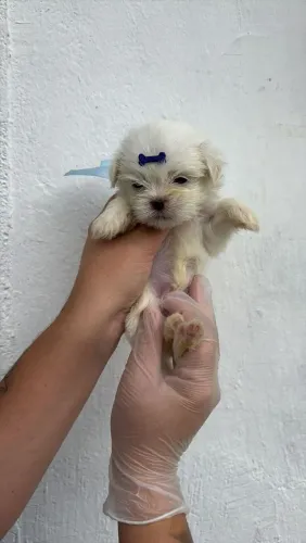 Filhote de Maltês o pequeno amor que cabe no colo e no coração