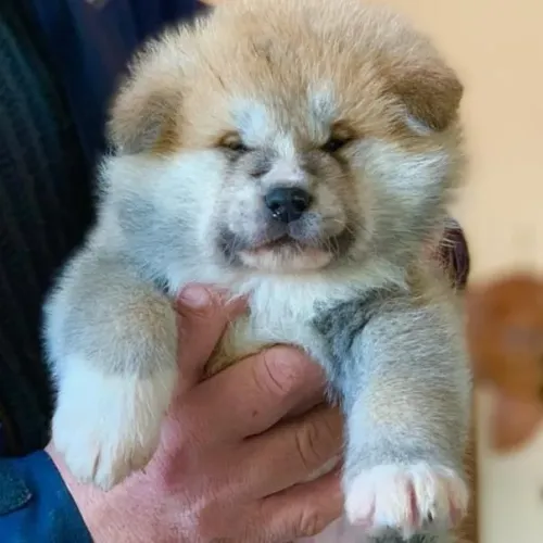 Akita Inu,Akita Inu Filhote Disponível Alta Qualidade