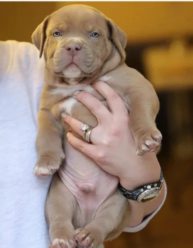 Filhotes de Pitbull Monster o que faz de melhor !