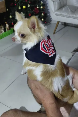 Vende filhote de chiuaua macho