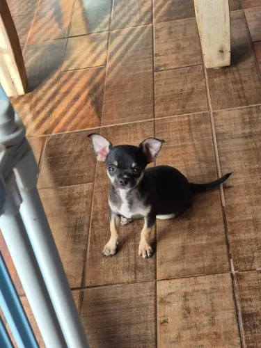 Chihuahua machinho